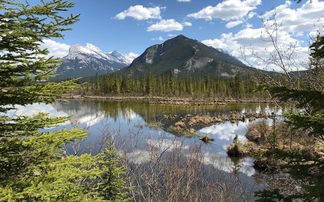 Largest boreal forest reserve in the world established next to Canada’s oil sands